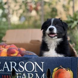 Miniature Australian Shepherd Puppies from Peace Creek Aussies