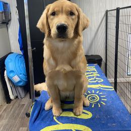Sugar - Golden Retriever
