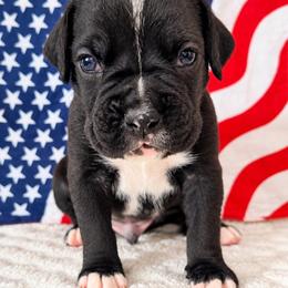 Cali - Brindle male Boxer puppy in Murrieta, California from Boxerpupziesrock