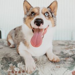 Maybel - American Corgi