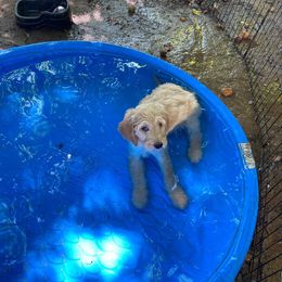 Goldendoodle Puppies from Penny Doodles VA