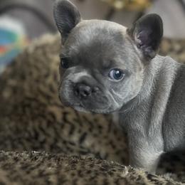 French Bulldogs from Wrinklez N Pawz Frenchies