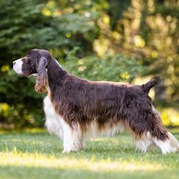 Arthur - English Springer Spaniel