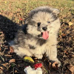 Slate - Blue merle male Pomeranian puppy in Raymondville, Missouri from Pampered Pomskies