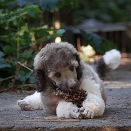 Poodle Puppies from Mystic Moon Poodles