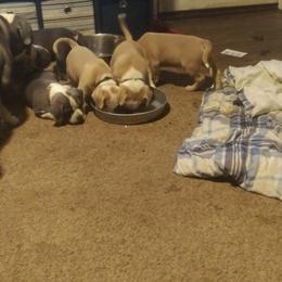 American Bully Puppies from Johnson Bully Breeders