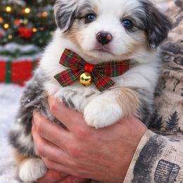 Sage - Blue merle female Miniature American Shepherd puppy in Riverton, Utah from Iron Spirit Homestead & Aussies