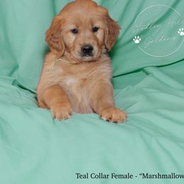 Golden Retriever Puppies from Studley Hill Goldens, LLC.