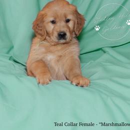 Golden Retriever Puppies from Studley Hill Goldens, LLC.