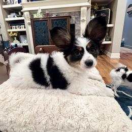 Papillon Puppies from Triple Tier