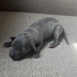 Nunzia - Blue female Italian Greyhound puppy in Plains, Georgia from Amayz Italian Greyhounds