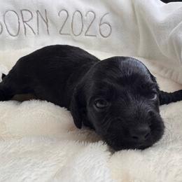 Paddy - Black male Dachshund puppy in Wallingford, Kentucky from Hensley Homestead Dachshunds