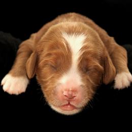 Romanoff - Apricot male Australian Labradoodle puppy in Stanwood, Washington from Victoria Creek Australian Labradoodles
