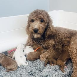 Goldendoodle Puppies from Graystone Doodles