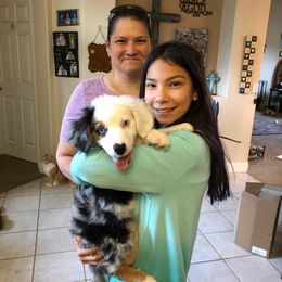 Aussiedoodle, Australian Shepherd, Miniature American Shepherd, and Miniature Australian Shepherd Puppies from Bline's Awesome Aussies