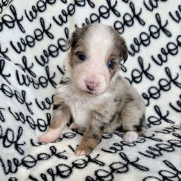 Benedict - Blue merle male Australian Shepherd puppy in Blomkest, Minnesota from Meljestic Farms