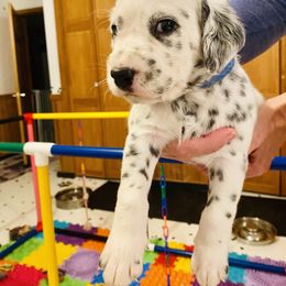 Wilson - White and black Dalmatian puppy in Rhinelander, Wisconsin from Moen Lake Dalmatians