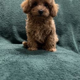 Boy 2 - Red  male Poodle puppy in Auburn, Georgia from Southern Poodles