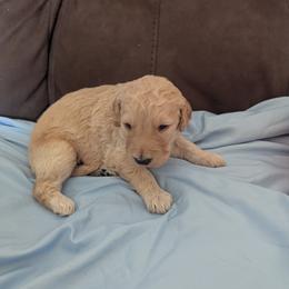 Goldendoodle puppies from Cedarhills