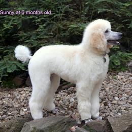Poodle Puppies from Furball Forest Poodles