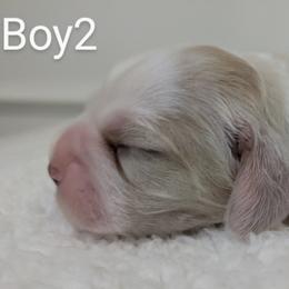 Cocker Spaniel Puppies from HoneyCoop’s