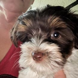 Girl 1 - Parti female Yorkshire Terrier puppy in Cocoa, Florida from SummerTime AKC Yorkies