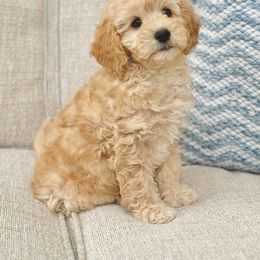 Nala - Cream Goldendoodle puppy in Gig Harbor, Washington from Nuttall's Goldendoodles