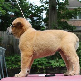 Australian Cattle Dog Puppies from Kanku