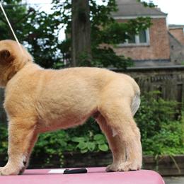 Australian Cattle Dog Puppies from Kanku