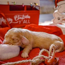 Frosy - Piebald male Dachshund puppy in Tifton, Georgia from Conger's Lil Smokies