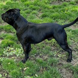 Staffordshire Bull Terrier All Grown Up from Freystaff Staffordshire Bull Terriers