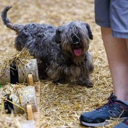 Joy - Cesky Terrier
