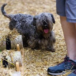 Joy - Cesky Terrier