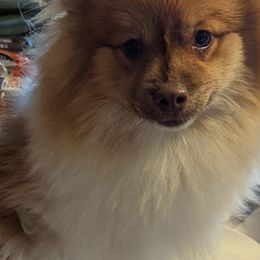 Pomeranians from Bombcity Pomeranians