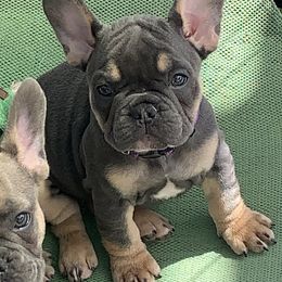 French Bulldog Puppies from EMF