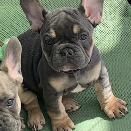 French Bulldog Puppies from EMF
