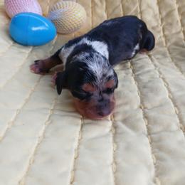 Dachshund Puppies from Dachshund Darlins