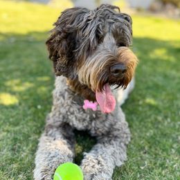 Maggie - Australian Labradoodle