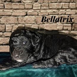 Bellatrix - Black female Sheepadoodle puppy in Austin, Texas from Darling Doodles