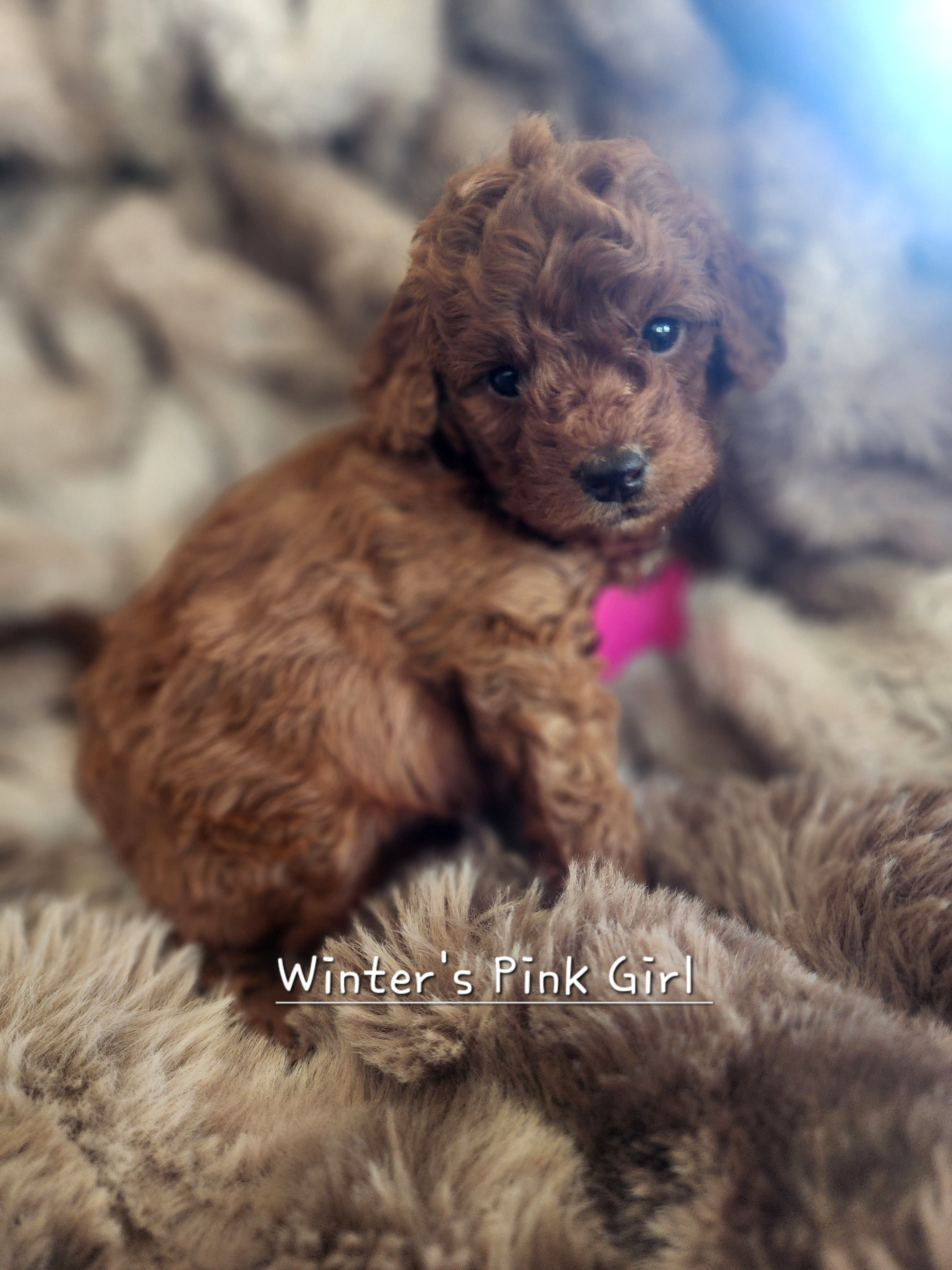 Pink girl - Red  Goldendoodle puppy in Wellford, South Carolina from 4goldendoodles