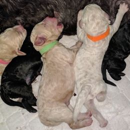 Poodle Puppies from Figz Poodles