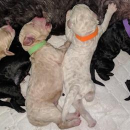 Poodle Puppies from Figz Poodles