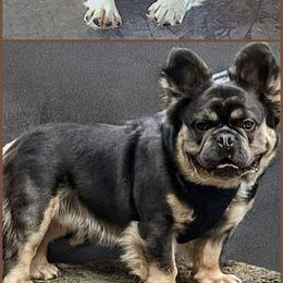 Boo - French Bulldog