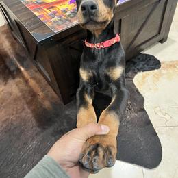 Girl 1 - Black and rust female Doberman Pinscher puppy in Elgin, Texas from New Horizons Kennels