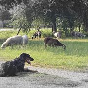 Beaucerons from Beaucerons du Vaillant Feu