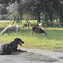 Beaucerons from Beaucerons du Vaillant Feu