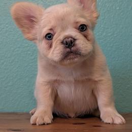 Boy 1 - White male French Bulldog puppy in Battle Ground, Washington from Ferguson's Bulldogs