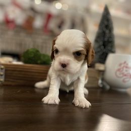 Cavalier King Charles Spaniel Puppies from Ridgefield Cavaliers
