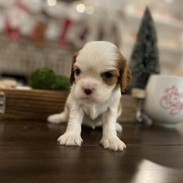 Cavalier King Charles Spaniel Puppies from Ridgefield Cavaliers