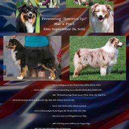 Australian Shepherd puppies from RisingStar Australian Shepherds